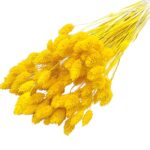 Phalaris galben solar set