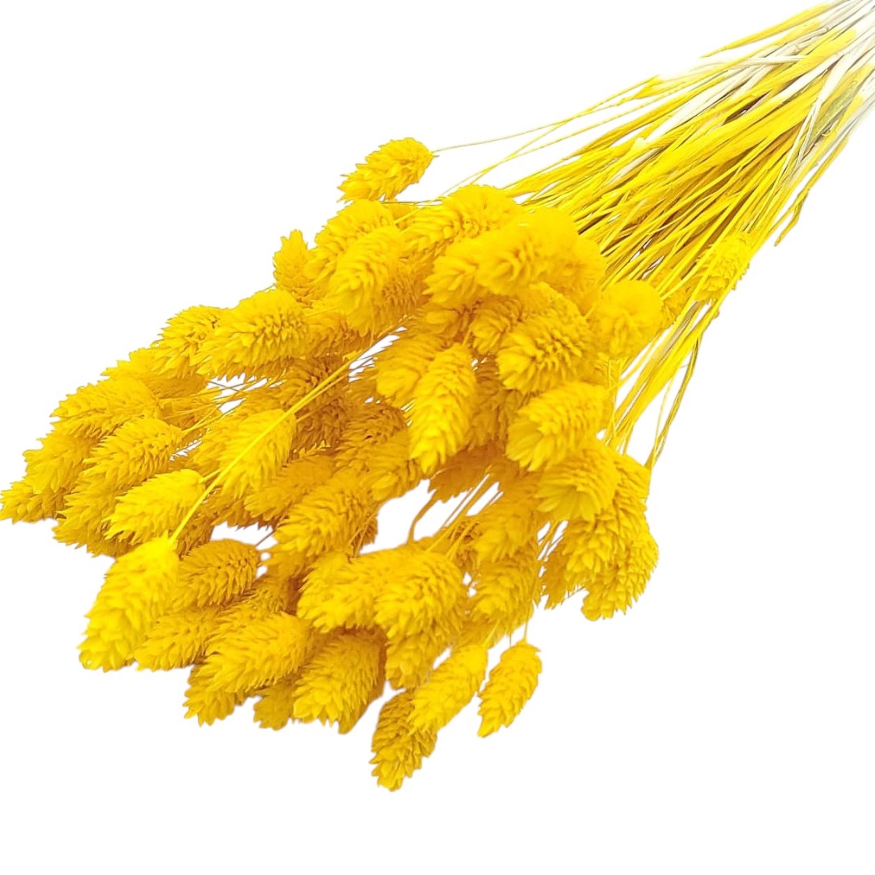 Phalaris galben solar set Phalaris galben solar set