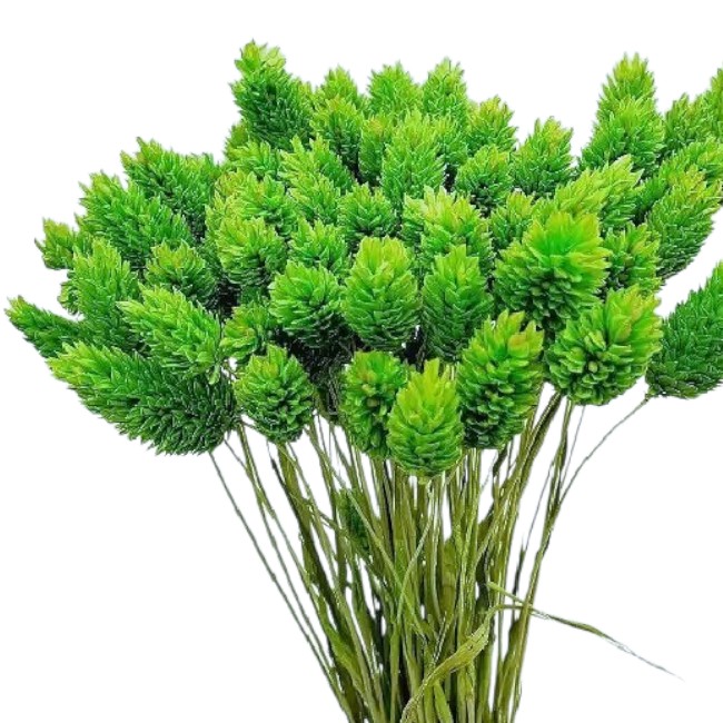 Phalaris verde set Phalaris verde set