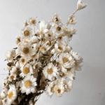 Rodanthe uscata alb natur set