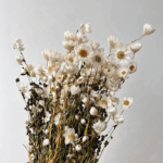 Rodanthe uscata alb natur set