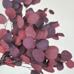 Eucalipt prep. Banut Bordo 50cm