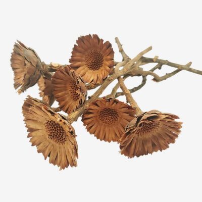 Floare uscata Protea Compacta margareta Deep Brown set x8