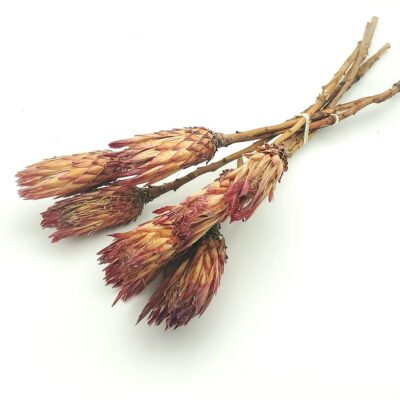 Floare uscata Protea Obtusifolia natur set x8