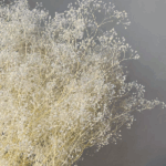 Floarea miresei Gypsophila MINI Premium stabilizata CREAM set