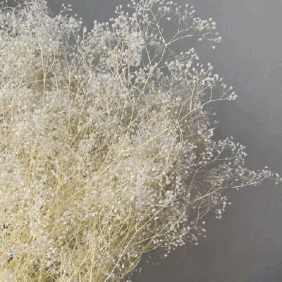 Floarea miresei Gypsophila MINI Premium stabilizata CREAM set