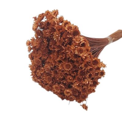 Glixia 50g ciocolata