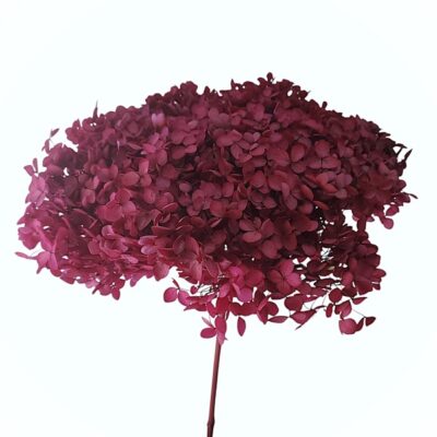 Hortensia criogenata cu flori mici BERRY RED D20cm