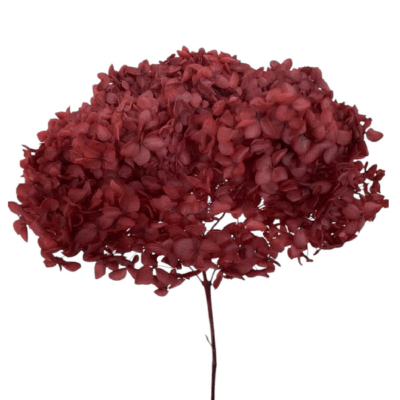 Hortensia criogenata cu flori mici BORDO D20cm