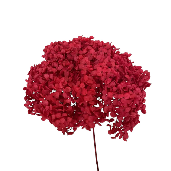 Hortensia criogenata cu flori mici DARK RED D20cm Hortensia criogenata cu flori mici DARK RED D20cm