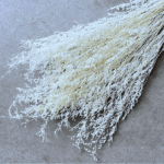 Limonium EXTRA WHITE