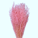 Limonium stabilizat ROZ PAL set 100g