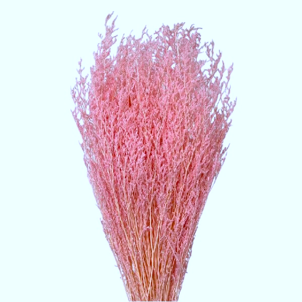 Limonium stabilizat ROZ PAL set 100g