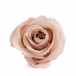 Miniroze criogenate set x12 ANTIQUE PINK