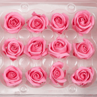 Miniroze criogenate set x12 BABY PINK