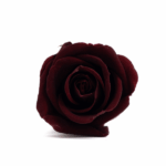 Miniroze criogenate set x12 BURGUNDY