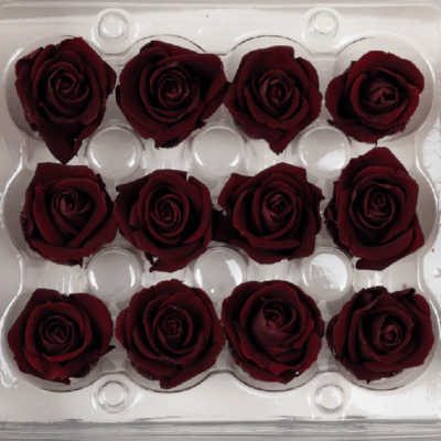 Miniroze criogenate set x12 BURGUNDY