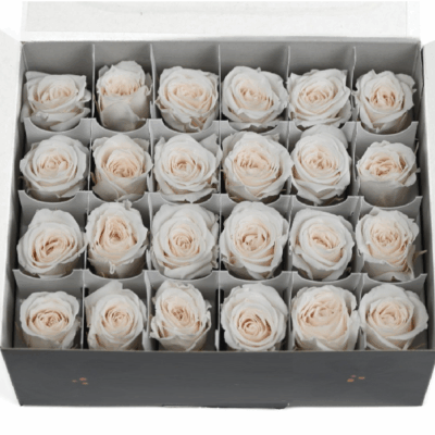 Miniroze criogenate set x24 IVORY