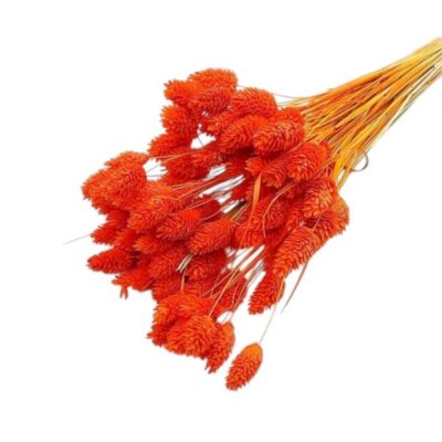 Phalaris Orange Flame set