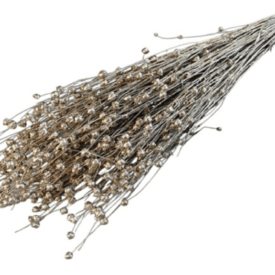 Planta de In sampanie 50cm