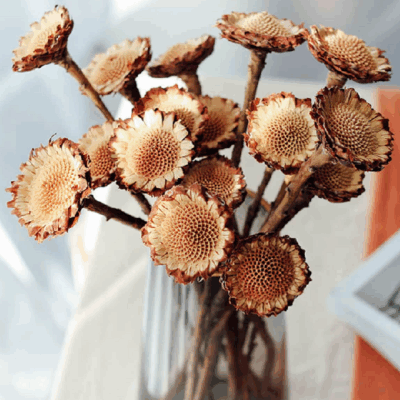 Floare uscata Protea margareta crem-maro set x6