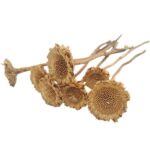 Floare uscata Protea margareta CREM set x6