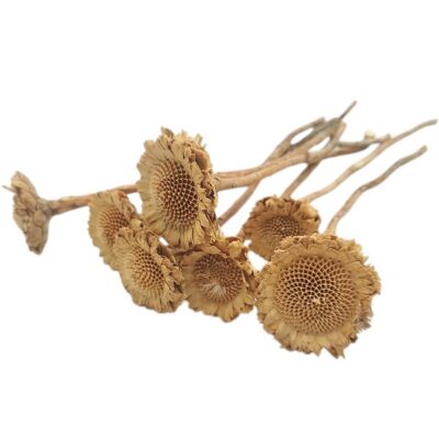 Floare uscata Protea margareta CREM set x6