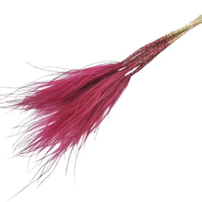 Stipa pennata MERLOT 60cm 40g