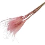 Stipa pennata PALE PINK 60cm 40g - imagine 2