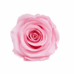 Trandafir criogenat 5cm roz pal 1buc