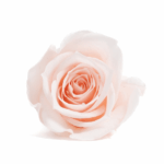 Miniroze criogenate set x12 PINK BLUSH