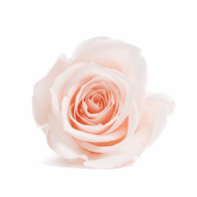 Miniroze criogenate set x12 PINK BLUSH