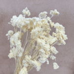 Achillea Silvestre premium alb set