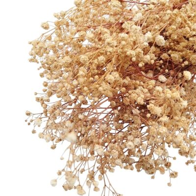 Floarea miresei stabilizata Sampanie set 40g