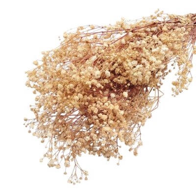 Floarea miresei stabilizata Sampanie set 40g