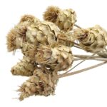 Flori Anghinare natur set 70cm