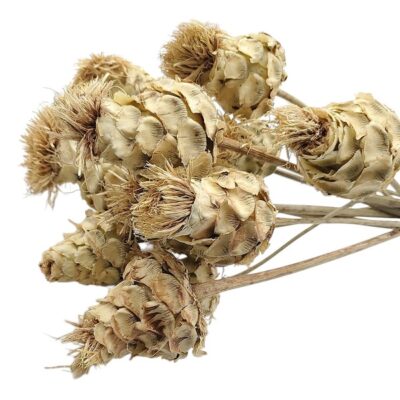 Flori Anghinare natur set 70cm