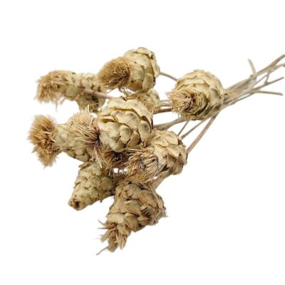 Flori Anghinare natur set 70cm