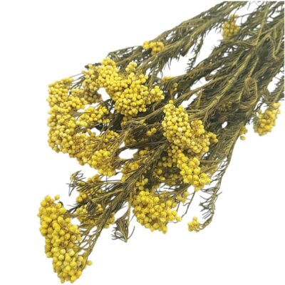 Floare de Orez Ozothamnus Galben set 70cm