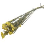 Floare de Orez Ozothamnus Galben set 70cm