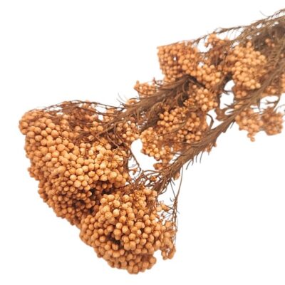 Floare de Orez Ozothamnus Oranj set 70cm