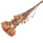 Floare de Orez Ozothamnus Oranj set 70cm