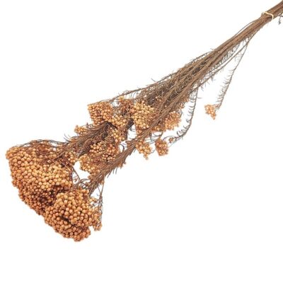 Floare de Orez Ozothamnus Oranj set 70cm