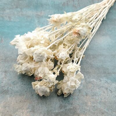 Flori uscate Sofranel Carthamus albit set