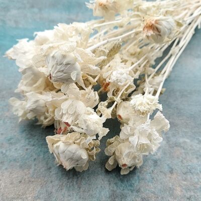 Flori uscate Sofranel Carthamus albit set