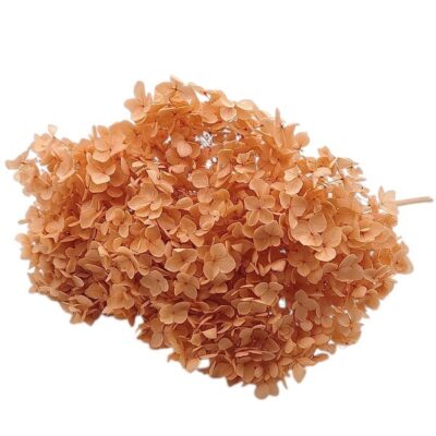 Hortensia criogenata cu flori mici Dusty Oranj D20cm