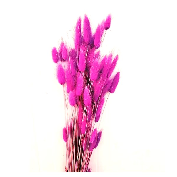 Lagurus Lila set 70cm Lagurus Lila set 70cm