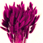 Lagurus premium Magenta set 100g