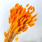 Lagurus premium Oranj set 100g