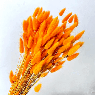 Lagurus premium Oranj set 100g